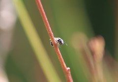 Halictus tripartitus