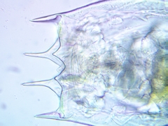 Brachionus calyciflorus