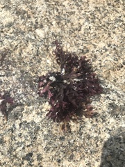 Chondrus