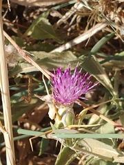 Centaurea hyalolepis