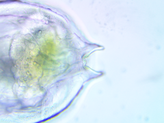 Brachionus calyciflorus