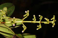 Miconia blakeifolia