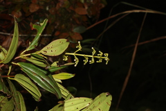 Miconia blakeifolia