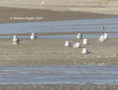 Ichthyaetus audouinii