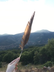 Corvus corax laurencei