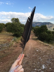 Corvus corax laurencei