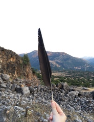 Corvus corax laurencei