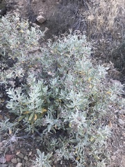 Eriodictyon traskiae smithii