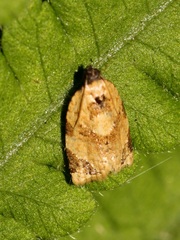 Neocalyptis liratana