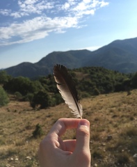 Garrulus glandarius graecus