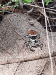 Phidippus zethus