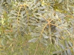 Senna multiglandulosa