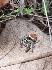 Phidippus zethus
