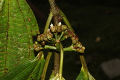 Miconia bractiflora