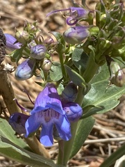 Penstemon glaber