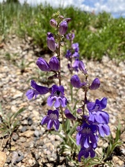 Penstemon leiophyllus