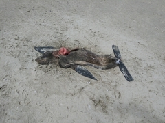 Arctocephalus townsendi