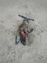 Arctocephalus townsendi