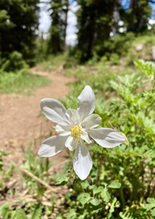 Aquilegia coerulea