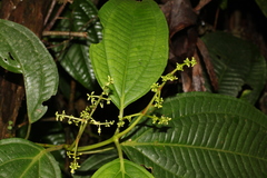 Miconia centrodesma