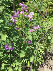 Thalictrum rochebruneanum