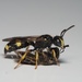 Typical Weevil Wasps and Allies - Photo (c) Jakob Fahr, some rights reserved (CC BY-NC), uploaded by Jakob Fahr