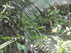 Pheugopedius genibarbis
