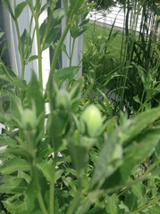 Platycodon grandiflorus