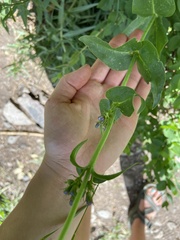 Penstemon cyananthus