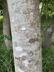 Cladrastis kentukea