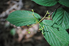 Viburnum wrightii, photograph Zihao Wang, CC BY, iNaturalist via GBIF