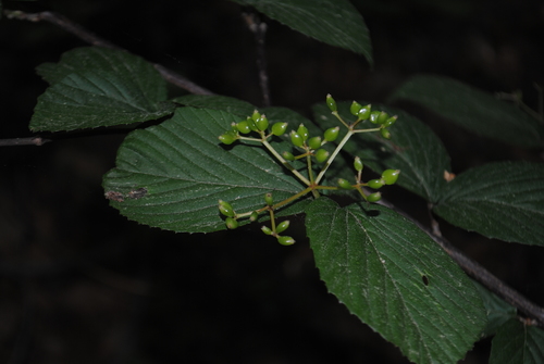 Viburnum wrightii, photograph 2