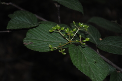 Viburnum wrightii, photograph Zihao Wang, CC BY, iNaturalist via GBIF