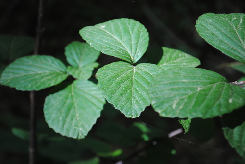 Viburnum wrightii, photograph 3