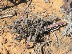 Mesembryanthemum junceum