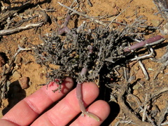 Mesembryanthemum junceum