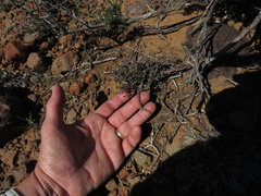 Mesembryanthemum junceum