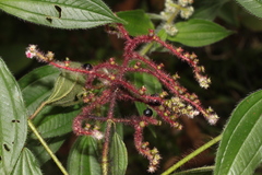 Miconia lacera