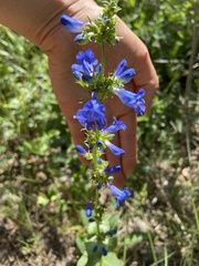 Penstemon cyananthus