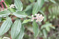 Miconia lacera