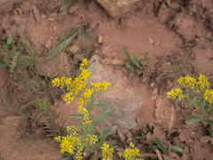Solidagininae