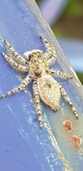 Menemerus taeniatus