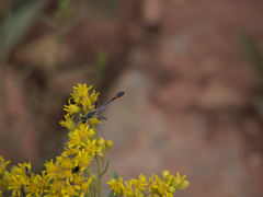Solidagininae