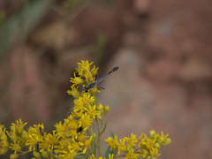 Solidagininae