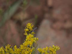 Solidagininae