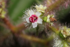 Miconia lacera
