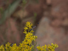 Solidagininae