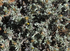 Oedera humilis