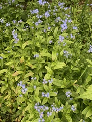 Myosotis alpestris