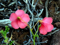 Hermannia grandiflora